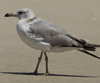 Larus armenicus
